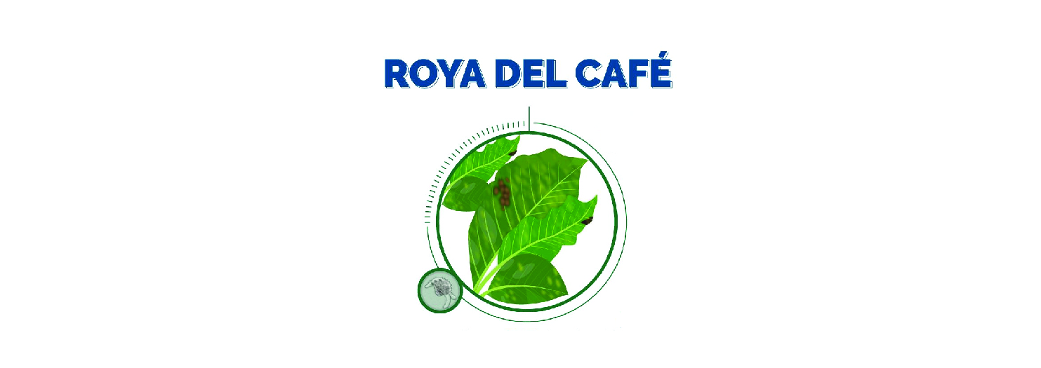 Roya del Cafeto