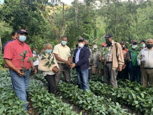 Gobierno a trav&eacute;s de INDOCAFE entrega 70 mil plantas de caf&eacute; a productores de los Cacaos