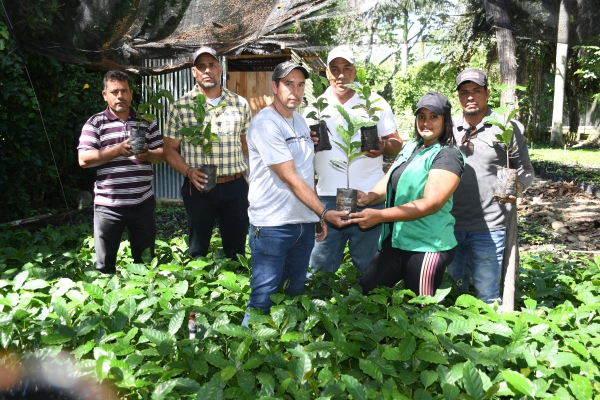 INDOCAFE distribuye de miles plantas de café de alta productividad y resistentes a la Roya en Jarabacoa