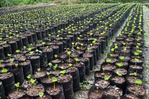 Desde pr&oacute;ximo a&ntilde;o CODOCAF&Eacute; tendr&aacute; semillas para programa