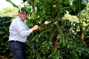 Director INDOCAFE cita logros en su gesti&oacute;n